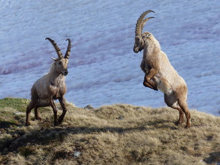 Fighting ibex on the Nufenenpass, Switzerland