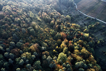 Naklejka na ściany i meble Autumn forest aerial drone view from above, dji