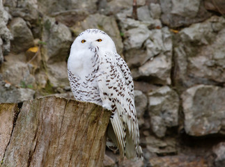 White (polar) owl. The white owl perfectly adapted to the peculiarities of tundra lighting, where...