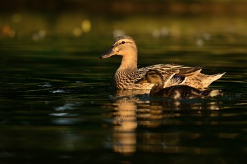 duck in the water
