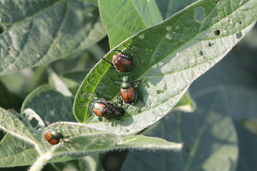 japanese beetles on soybean leaves