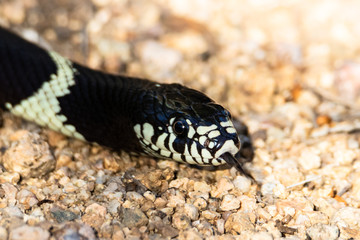 Closeup of Common Kingsnake's head (Lampropeltis getula), tongue extending, on the gravel of Arizona's Sonoran desert.  