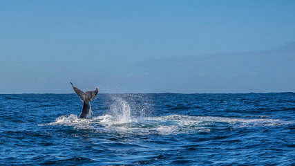 Fototapeta premium whale