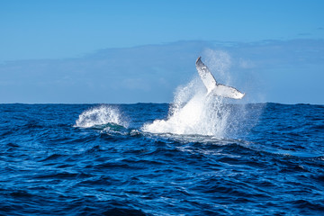 Fototapeta premium whale