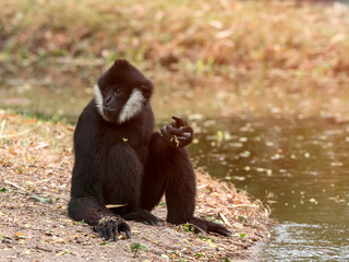 Portrait of black gibbon (white-cheeked gibbon) sitting and finding the food on nature wild background