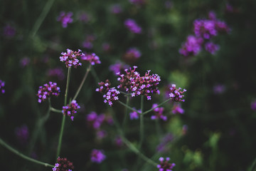 Small purple flowers in little garden