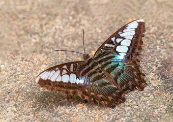 Multi colored butterfly are sucking nutrients from the soil on sunny day