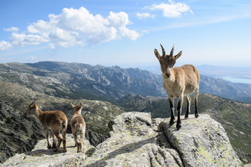 cabra montesa salvaje 18