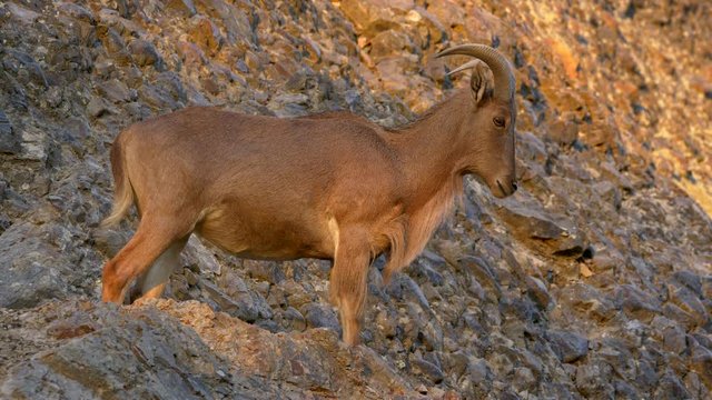 Barbary sheep (Ammotragus lervia) on the rocks