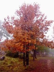 Naklejka premium Arce otoñal entre nieblas