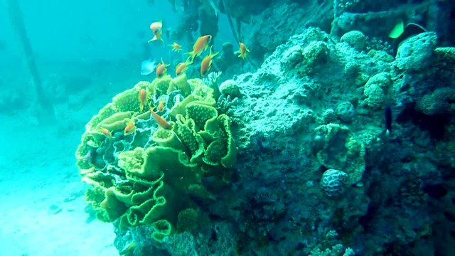 Sea goldie Fish  is a small species of colorful fish in the subfamily Anthiinae.
