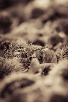 Fototapeta close up of chestnuts on forest ground in black and white sepia