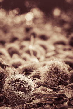 Fototapeta close up of chestnuts on forest ground in black and white sepia
