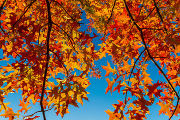 Red maple leaves against the blue sky. Autumn concept.