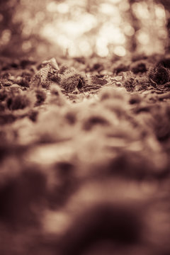 Fototapeta close up of chestnuts on forest ground in black and white sepia