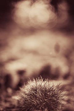 Fototapeta close up of chestnuts on forest ground in black and white sepia