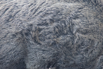 Wildschweindecke, Fell