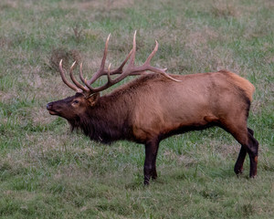 Wild Bull Elk during rut.