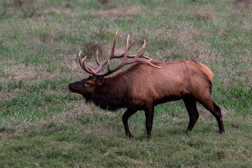 Wild Bull Elk during rut.