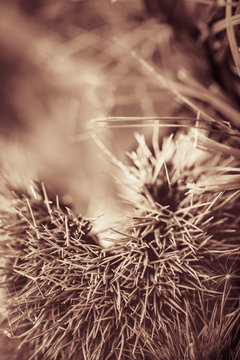 Fototapeta close up of chestnuts on forest ground in black and white sepia