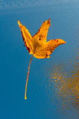 Autumn leaf on the cloudy skylight