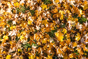 Colourful autumn leaves on the ground above a small meadow