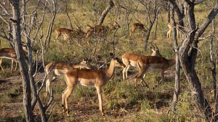 impala antilope