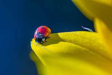 Small ladybug on sunflower with blue background