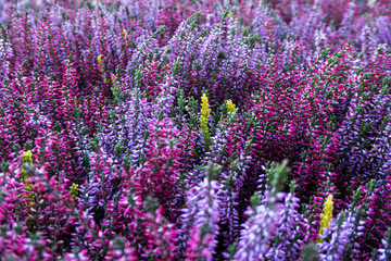 Fototapeta na wymiar Background of pink and purple heather in bloom.