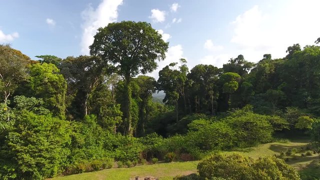 Drone hot flying between giant trees in French Guiana amazonian forest. 