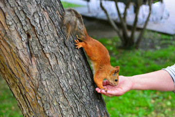 Squirrel. The man feeds a squirrel