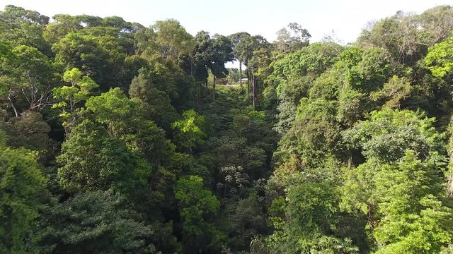 Rain forest amazonian French Guiana. Biodiversity aerial shot 
