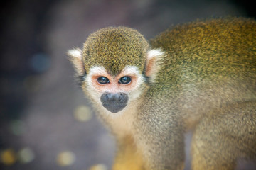 common squirrel Monkey