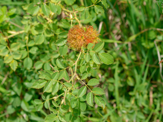 Galles de l'églantier ou bédégars provoqués par un insecte le cypnis du rosier.