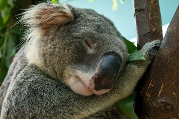 Close up of Koala  head shot which  sleeping on tree branch