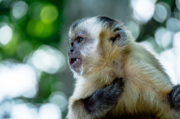 Fototapeta premium Macaco Prego
