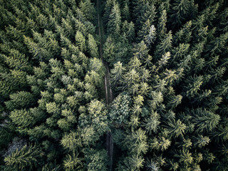 street between large trees from top with drone aerial view, landscape, autumn