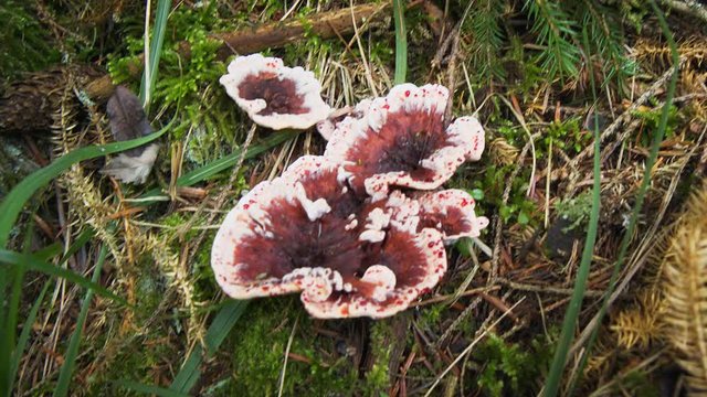 Wild Bleeding Tooth Fungus on Forest Floor in Ukraine