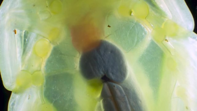Close up of the beating heart of a Glass Frog (Hyalinobatrachium sp.) These small frogs are transparent and the internal organs are visible. From cloudforest in western Ecuador.