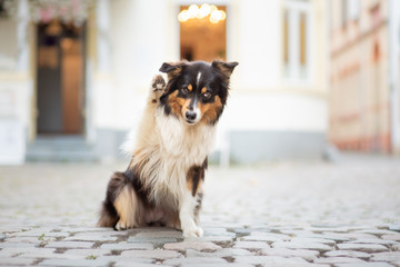 Australian shepherd in the city doing tricks