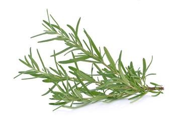 Rosemary isolated on white background