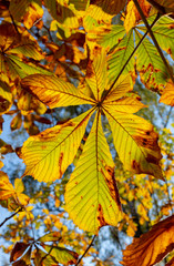 Autumn leaves - chestnut leaves details on tree