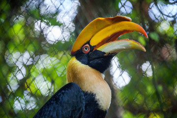 Hornbill  © apple2499