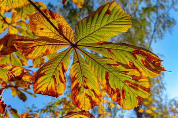 Autumn leaves - chestnut leaves details on tree