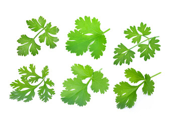 Top view of  parsley isolated on white background.