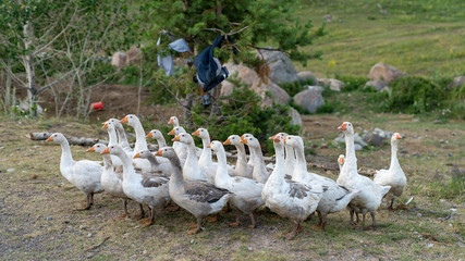 Group of domestic geese wondering in a village