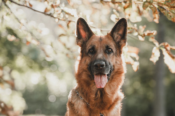 Portrait of the german shepherd dog