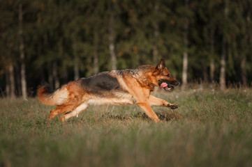 Fototapeta na wymiar Running german shepherd dog
