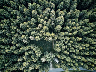 street between large trees from top with drone aerial view, landscape, autumn