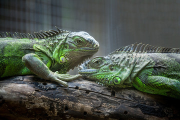 Iguana Family.